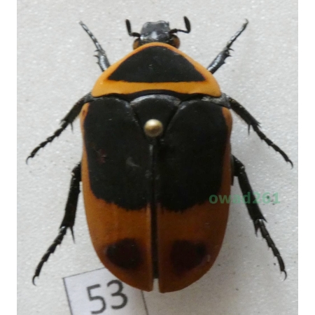 Pachnoda marginata peregrina Kolbe, 1906 ex. ovo Czad53